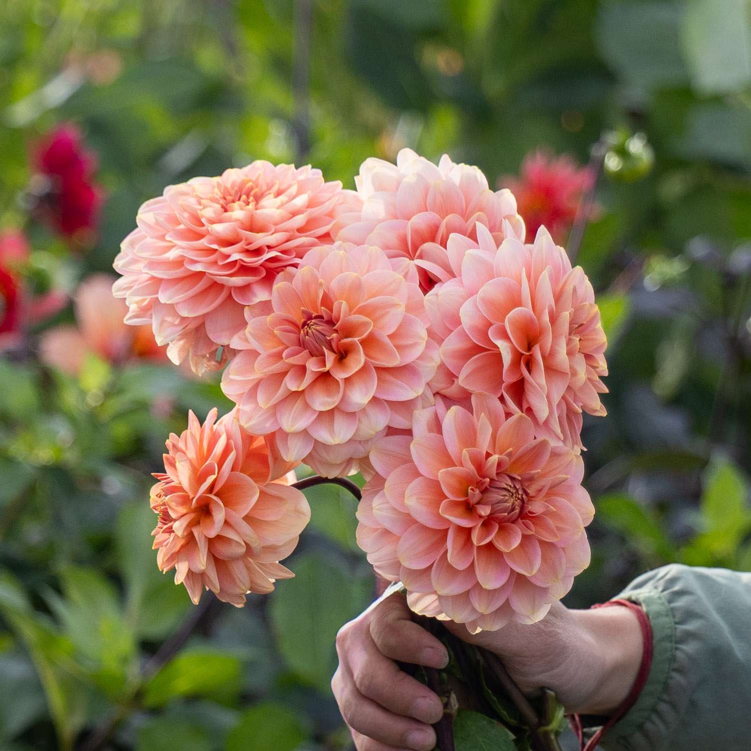 Dahlia 'Rosario'