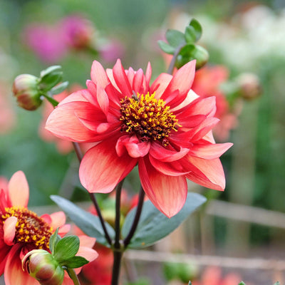 Dahlia 'Sarah Raven'