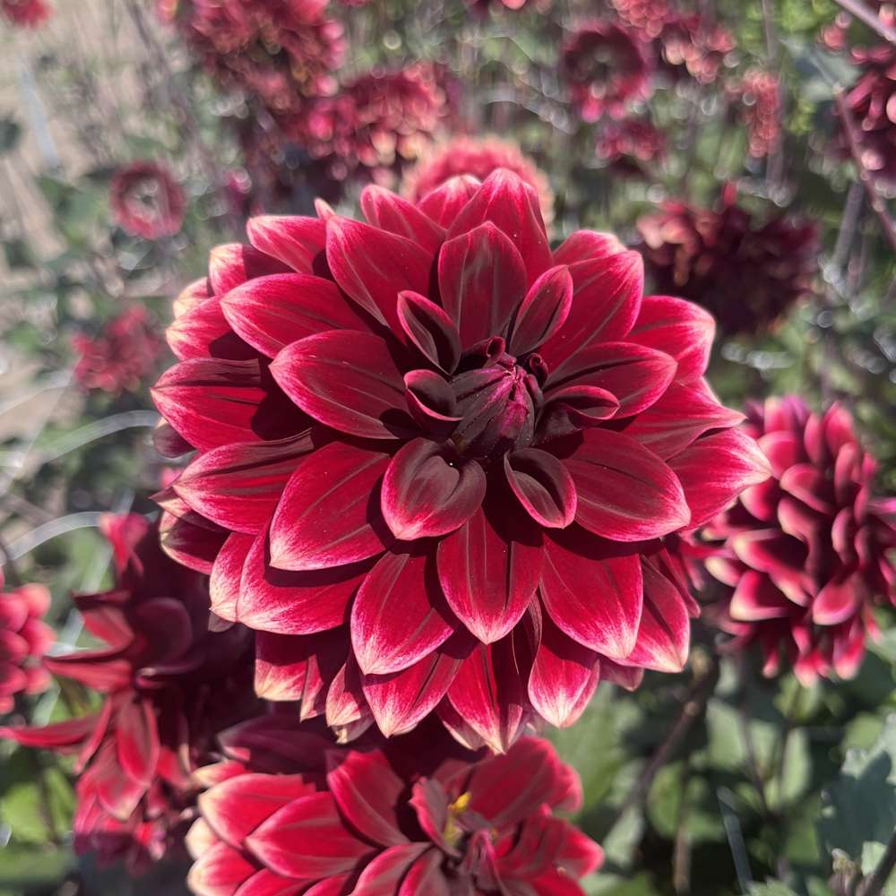 Dahlia 'Sissinghurst'