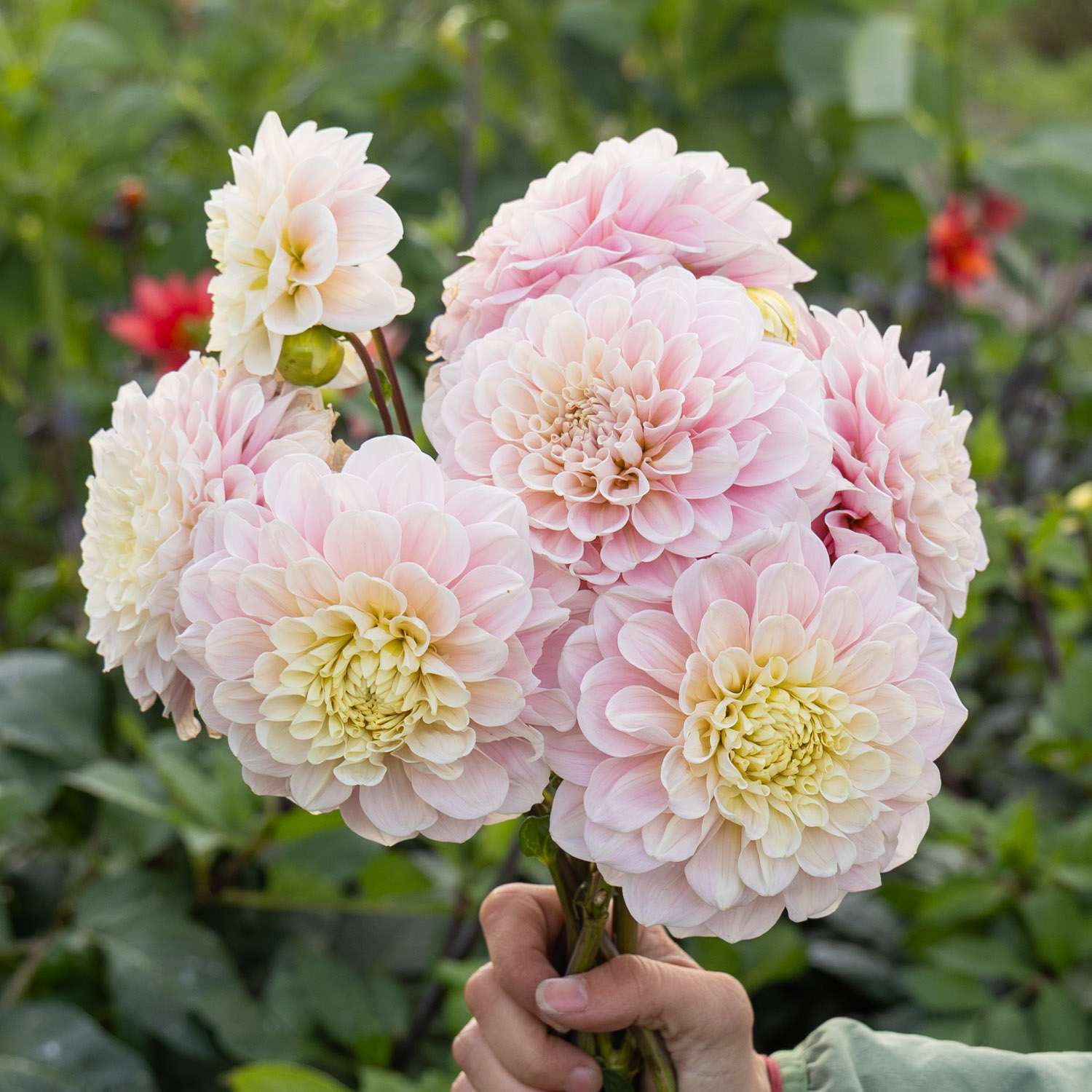 Dahlia 'Sweet Nathalie'