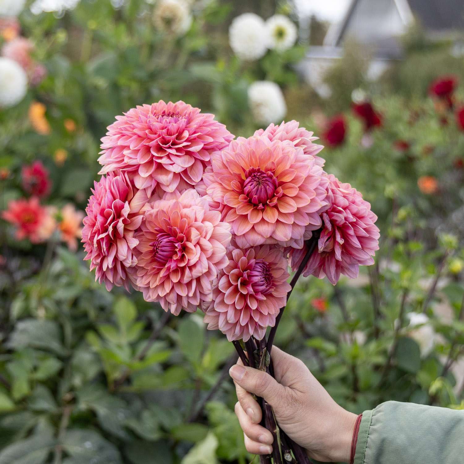 Dahlia 'Sweet Sanne'