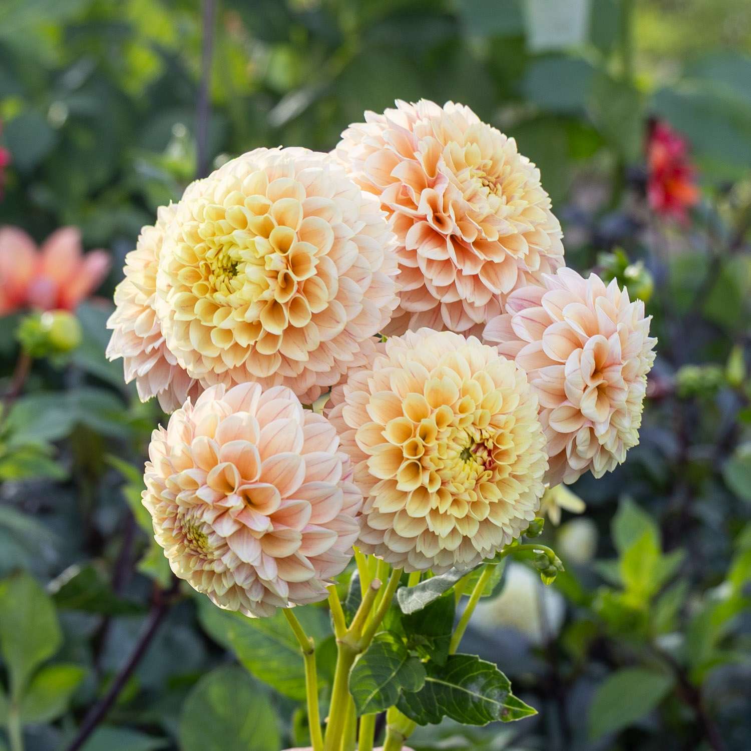 Dahlia 'Sweet Suzanne'