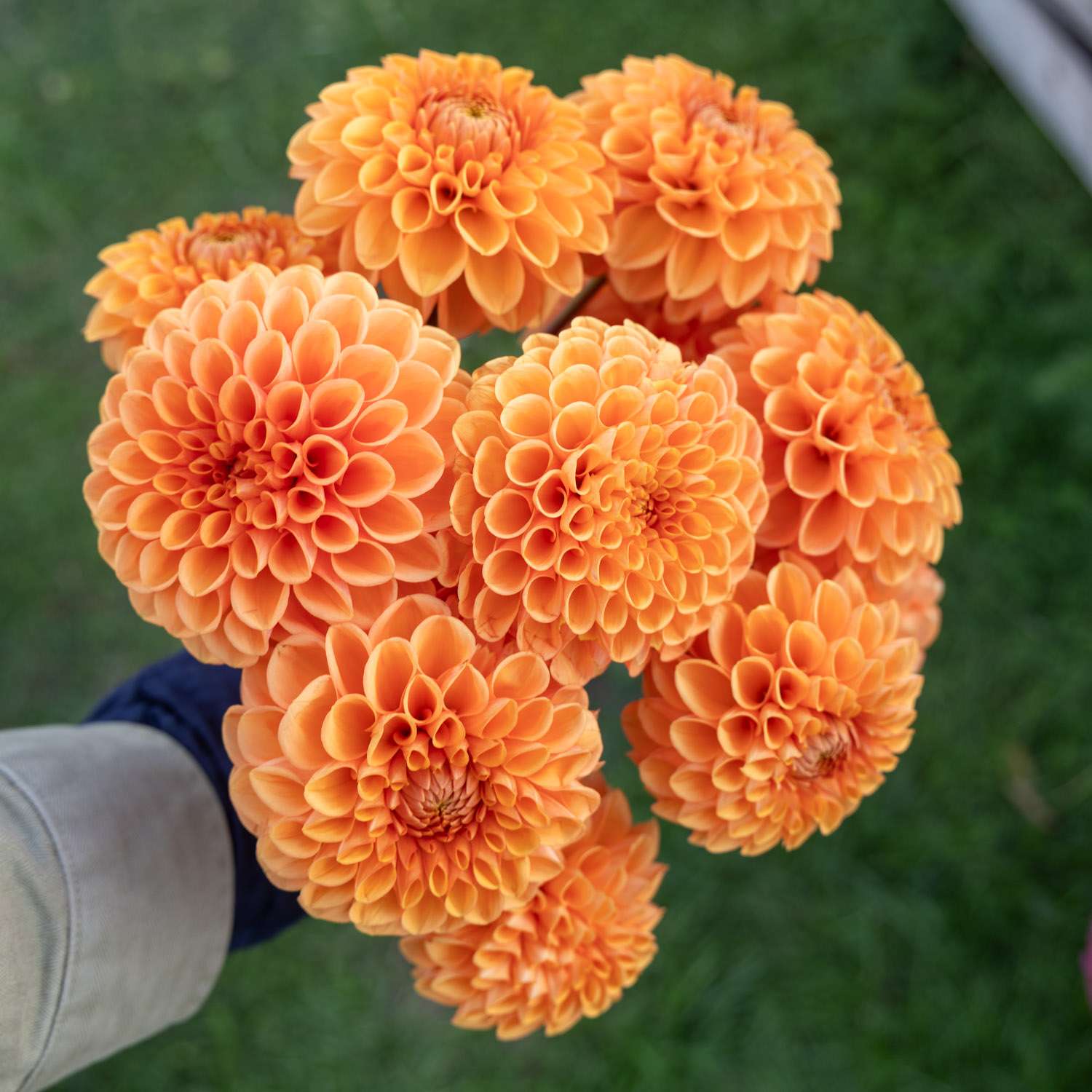 Dahlia 'Sylvia'