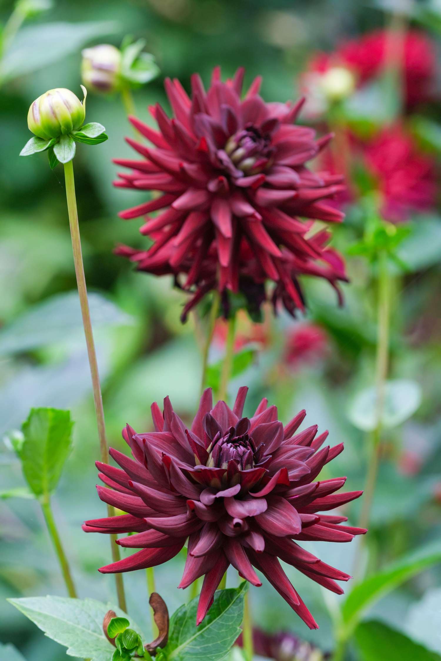 Dahlia 'Tamburo'