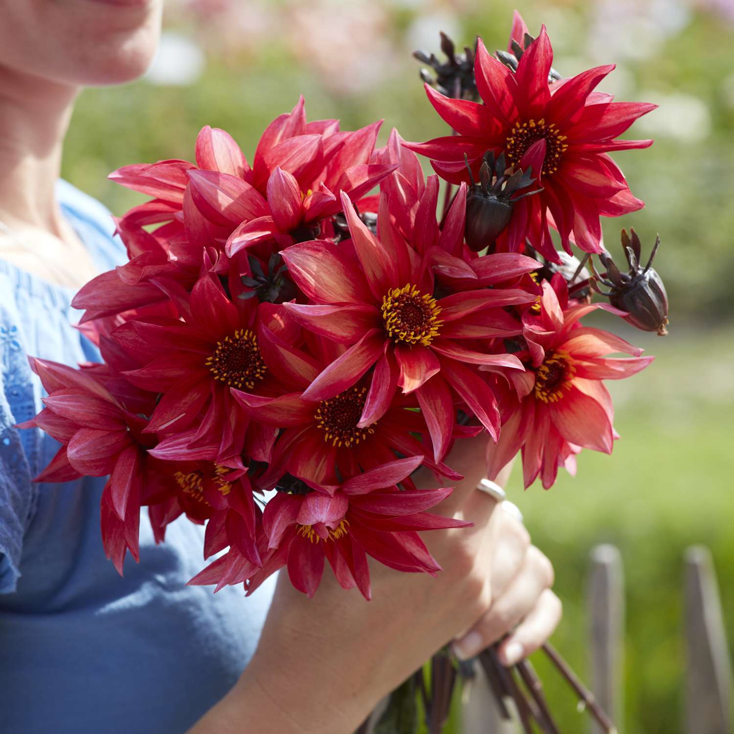 Dahlia 'Waltzing Mathilda'