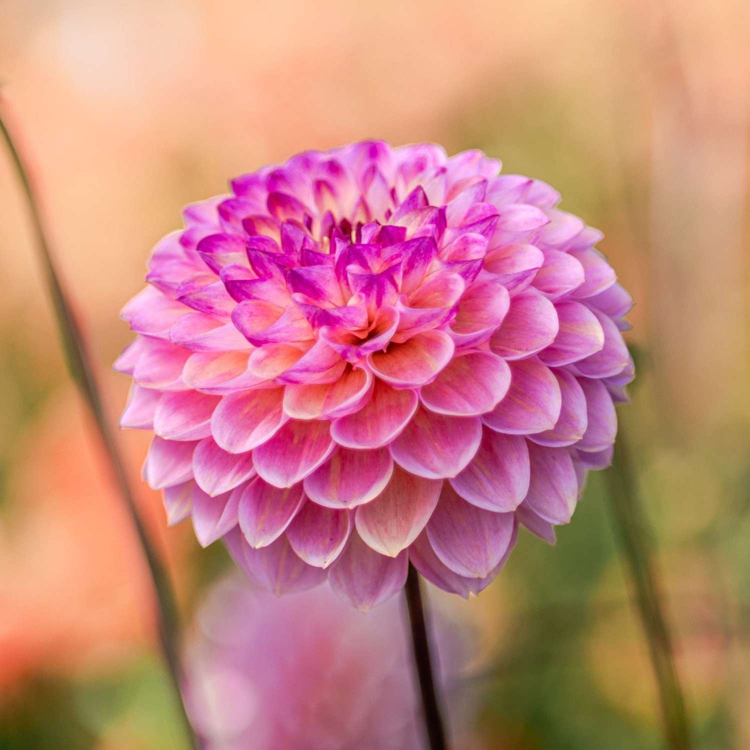 Dahlia 'Wine Eyed Jill'