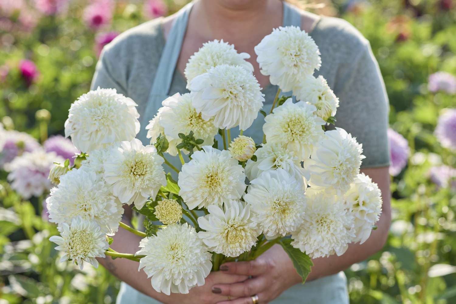 Dahlia 'Zahra'