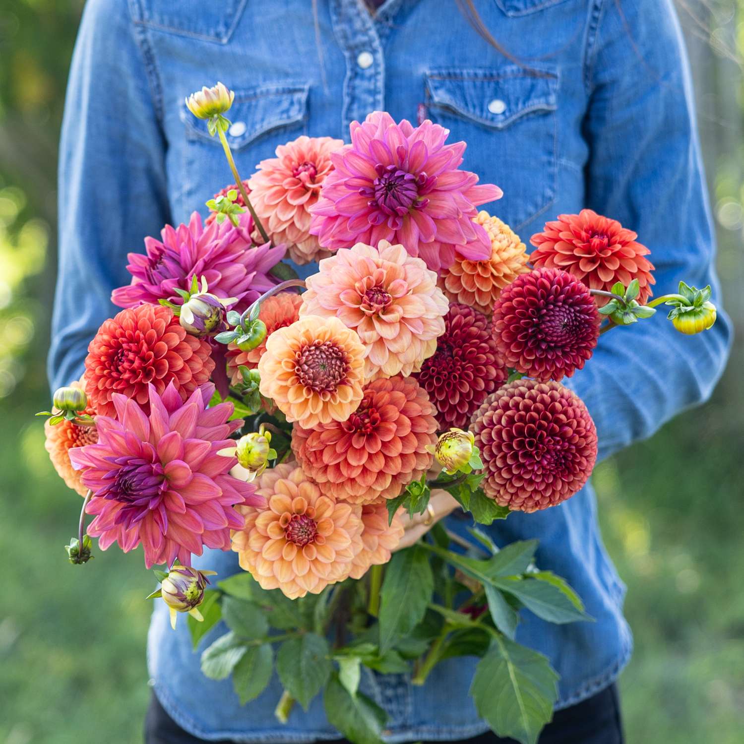 Dahliamix 'Campari'