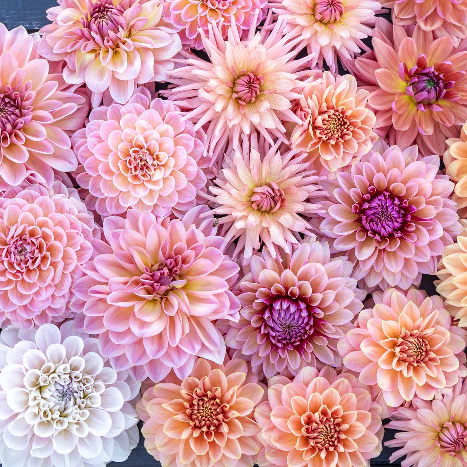 Dahliamix 'Champagne'