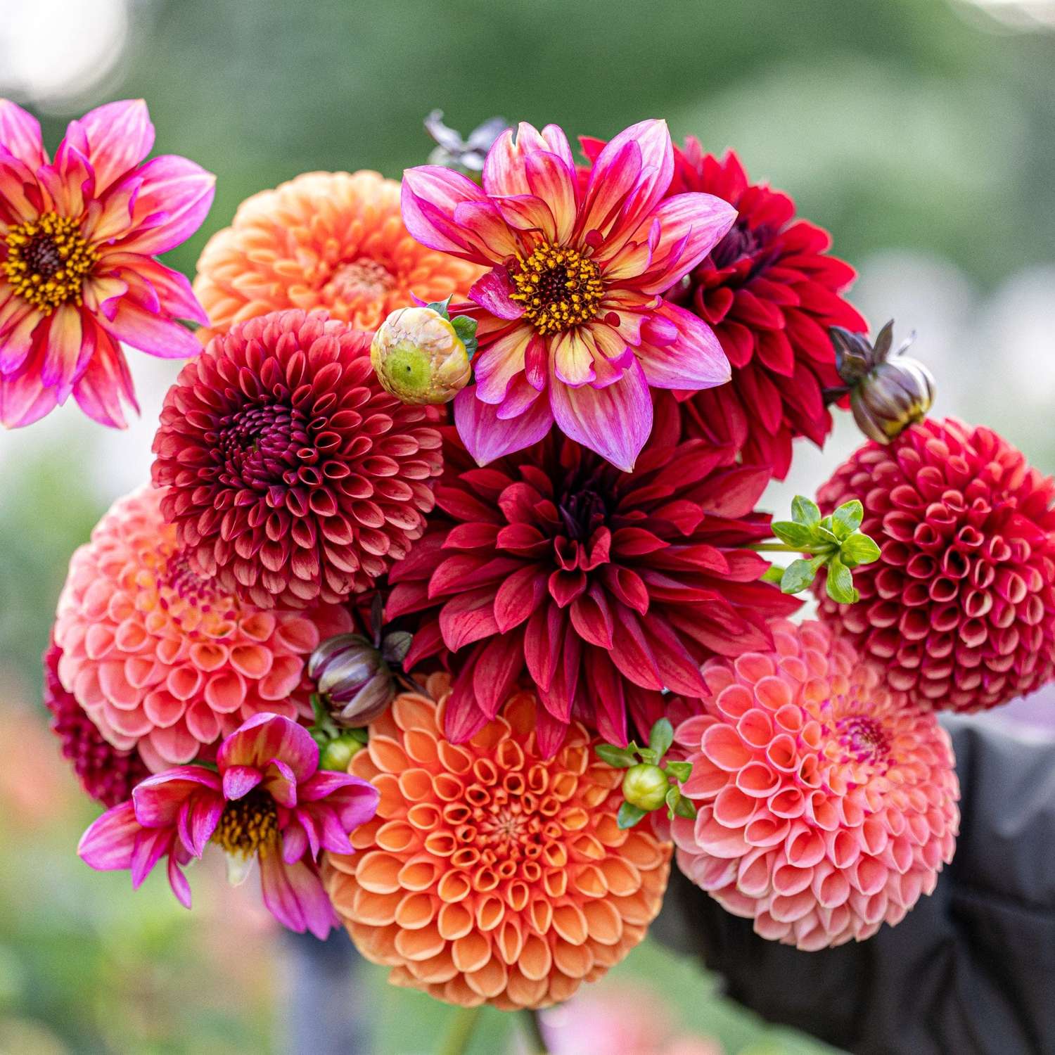 Dahliamix 'Copper Cuddle'