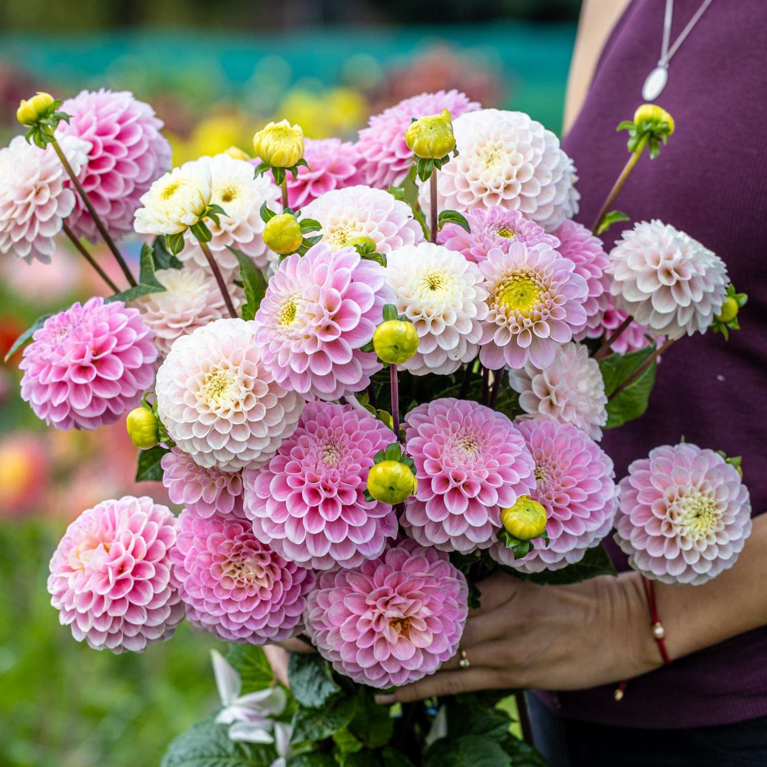 Dahliamix 'Cotton Candy'