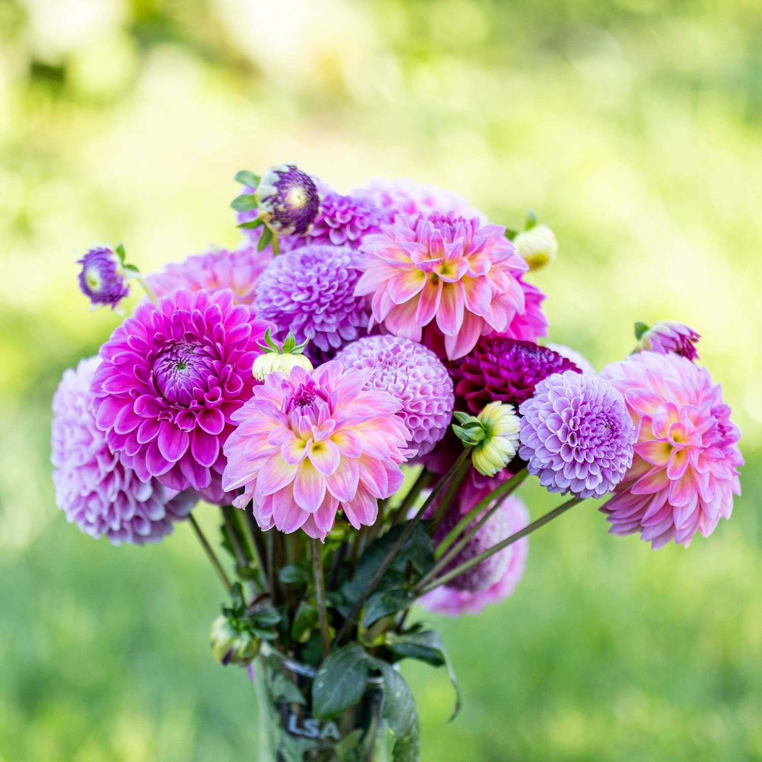 Dahliamix 'Crown Jewels'