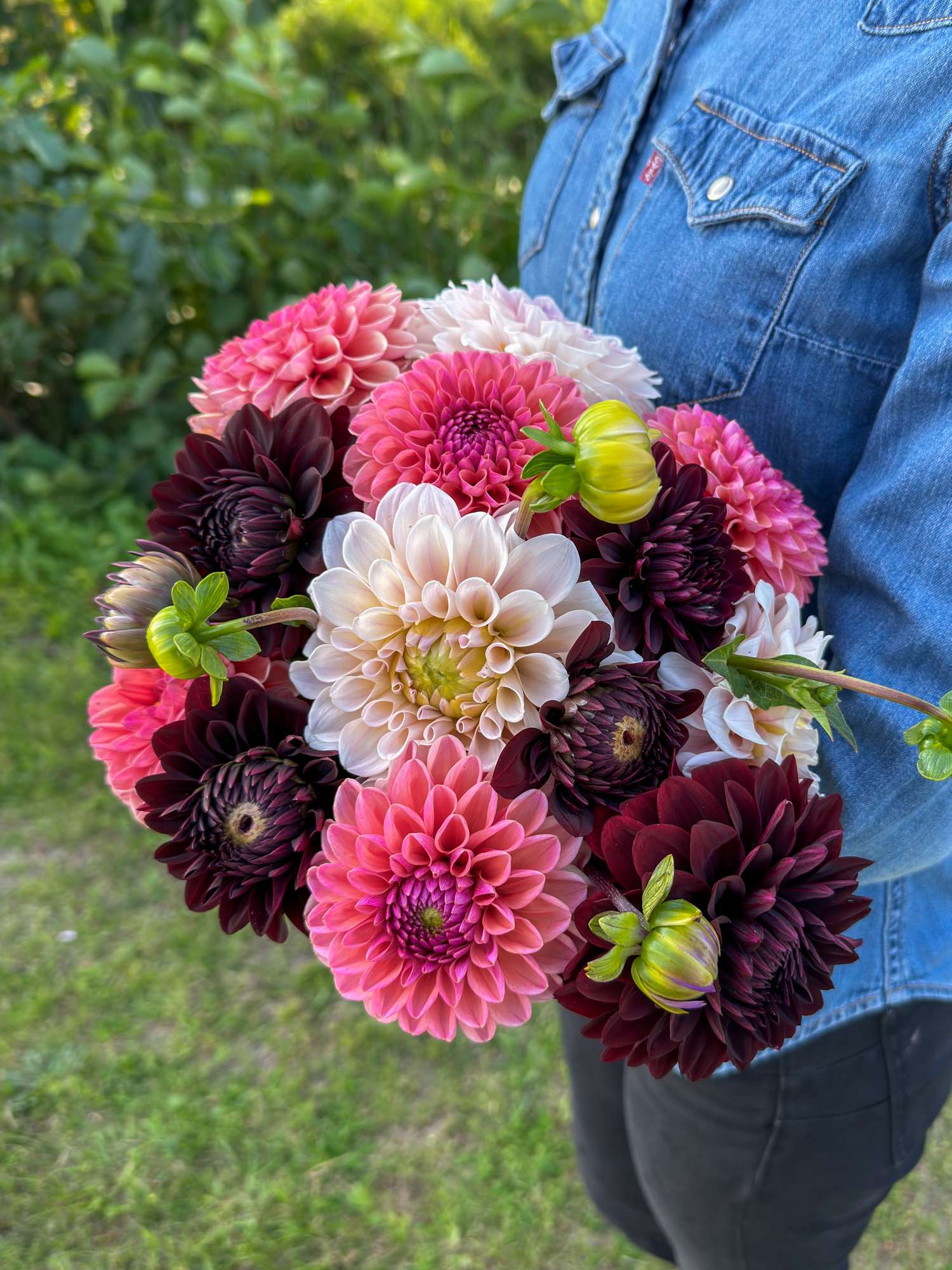 Dahliamix 'Dark Hearth'