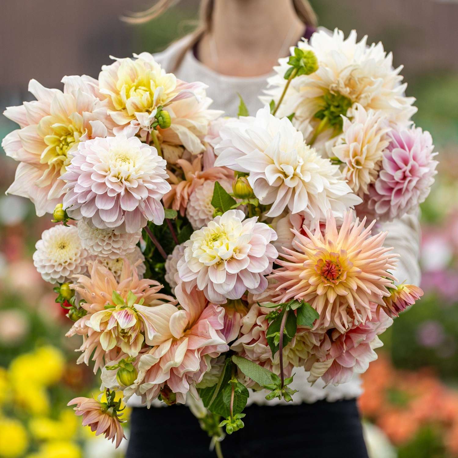 Dahliamix 'Heavenly Delight'