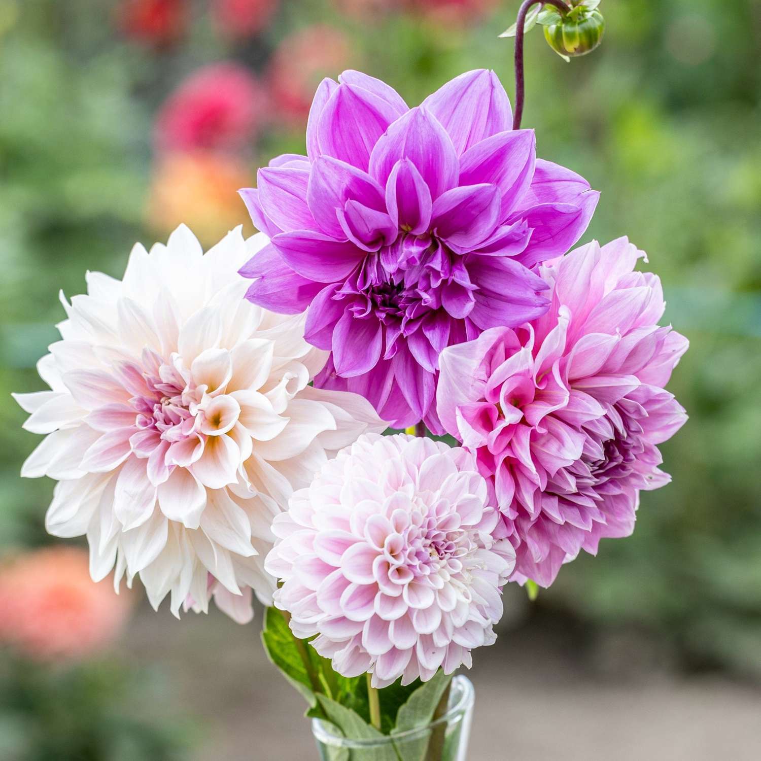 Dahliamix 'Lilac Latte'
