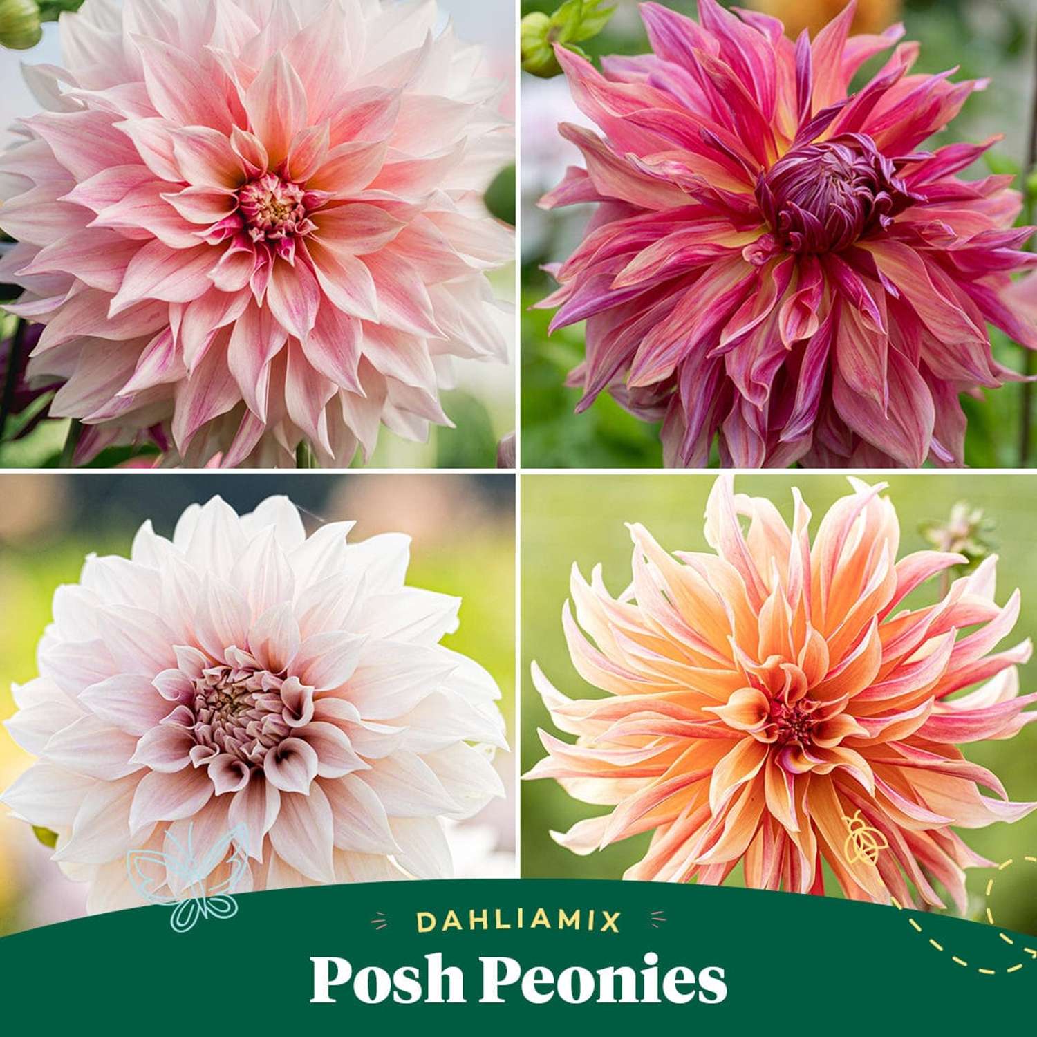 Dahliamix 'Posh Peonies'