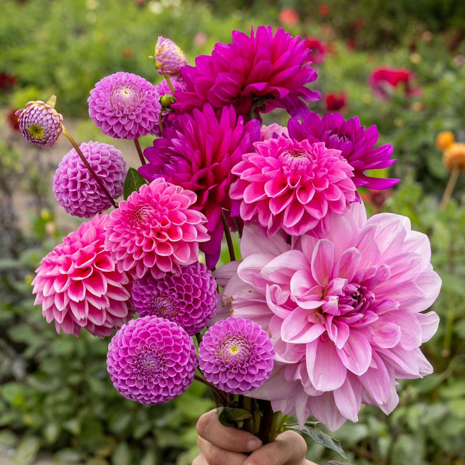 Dahliamix 'Purple Favorites'
