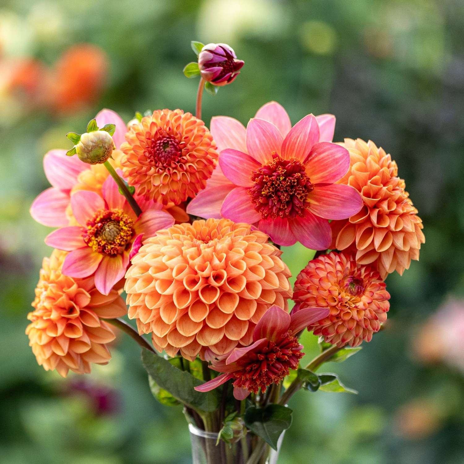 Dahliamix 'Sunset Symphony'
