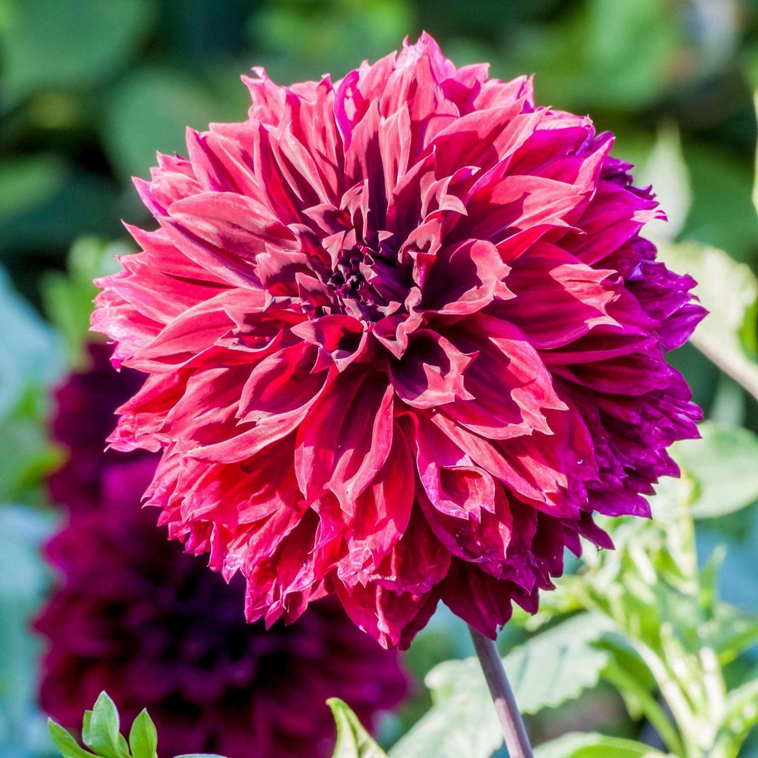 Dahlia 'Dark Fubuki'