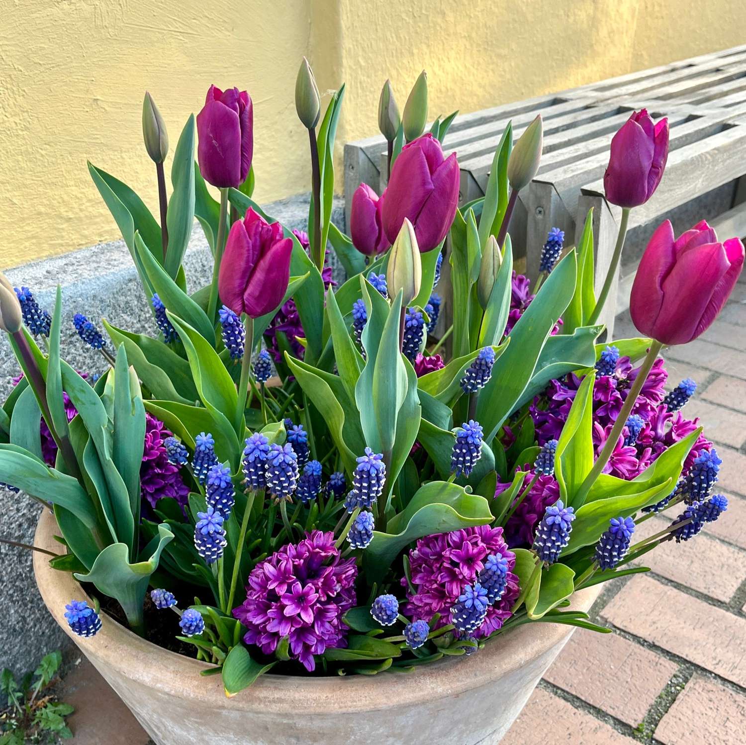 Løgblanding 'Deep Purple'