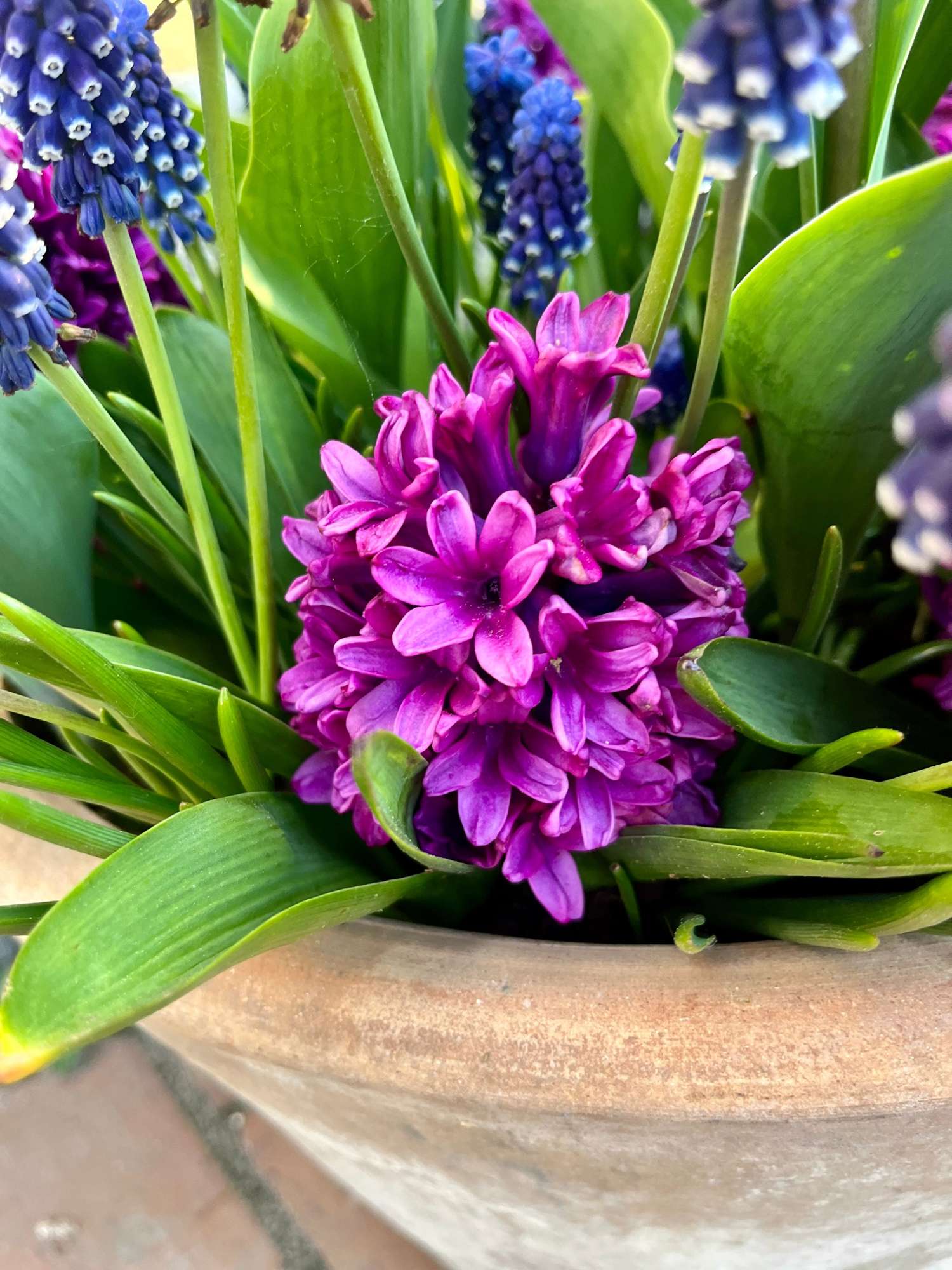Løgblanding 'Deep Purple'