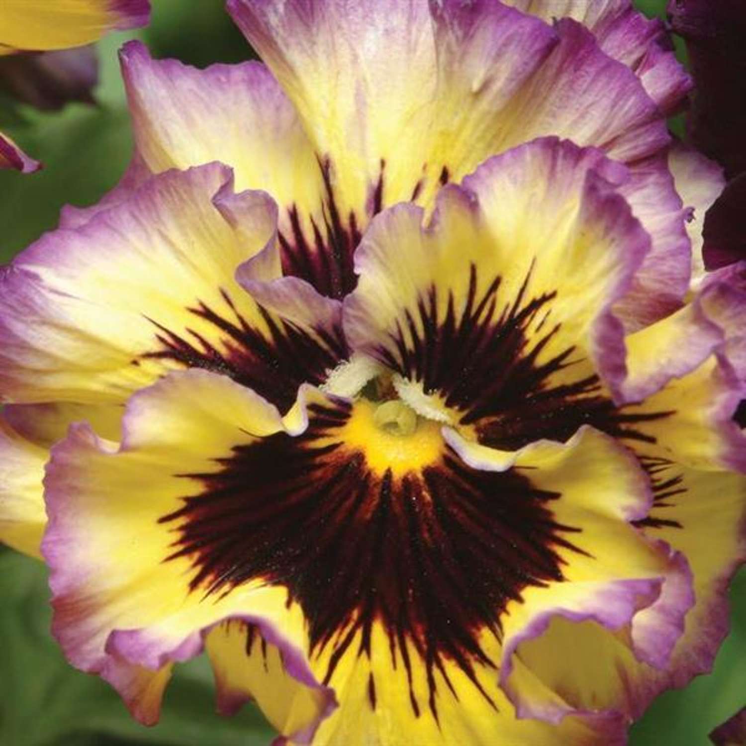 Dobbelt Stedmoderblomst 'Ruffled Pansy Lemonberry' (frø)