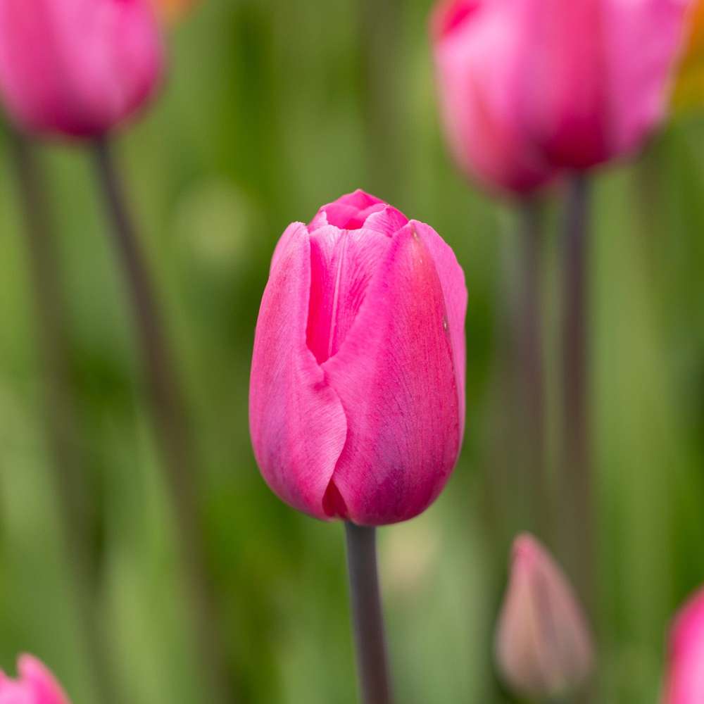 Tulipan 'Don Quichotte'