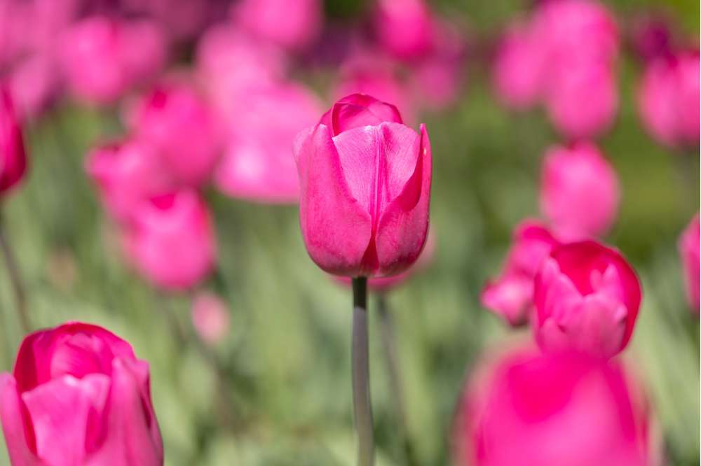 Tulipan 'Don Quichotte'