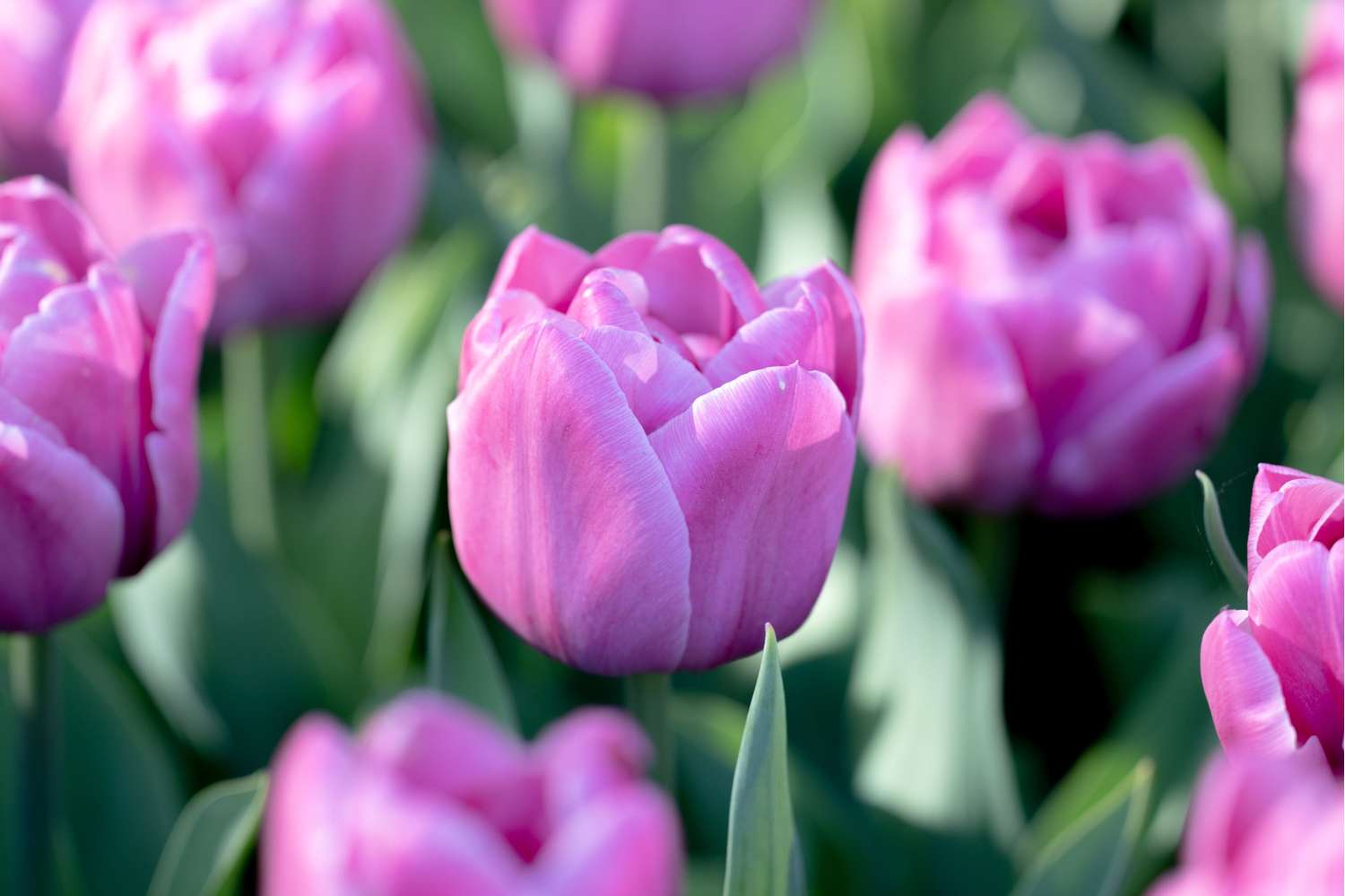 Tulipan 'Double You'