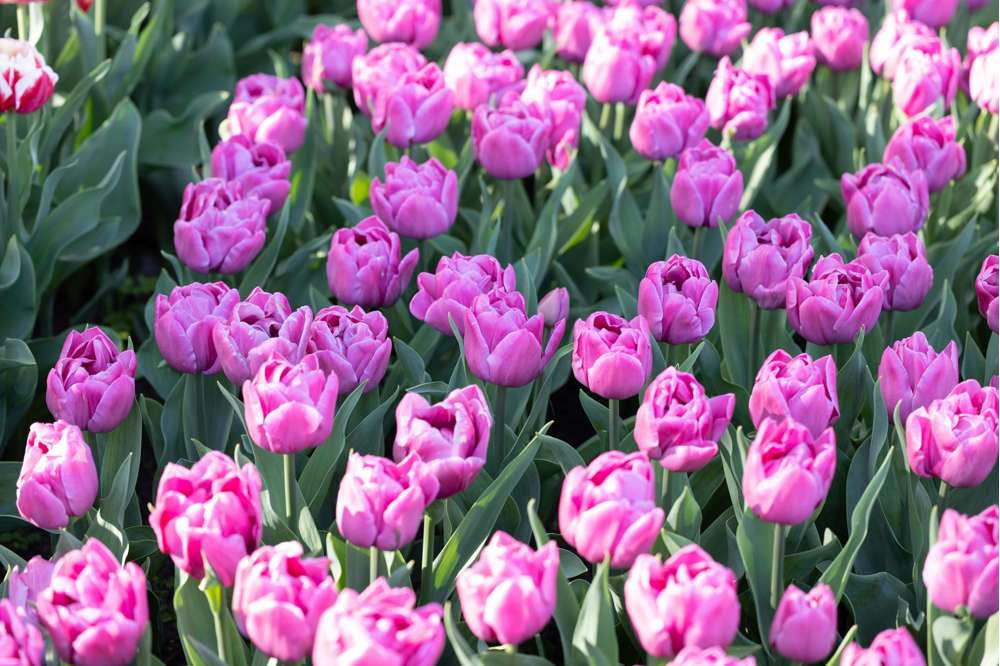 Tulipan 'Double You'