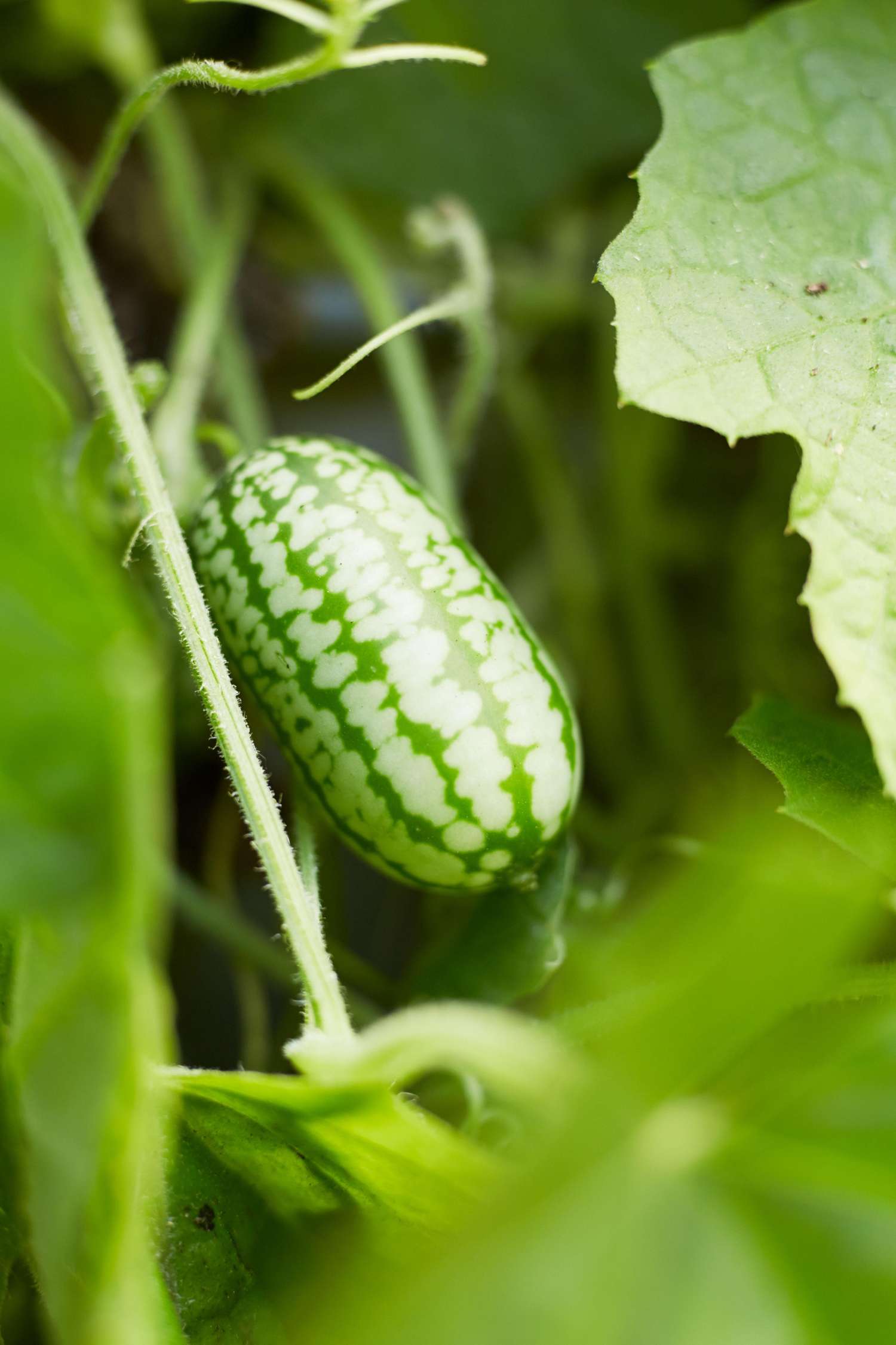 Drueagurk 'Mouse Melon' (frø)
