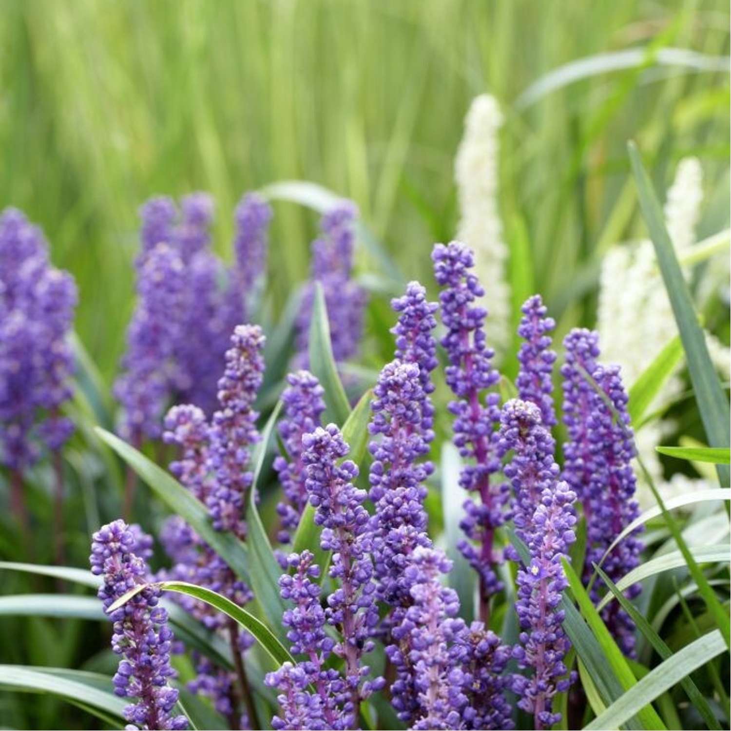 Druelilje 'Big Blue' (Liriope muscari)