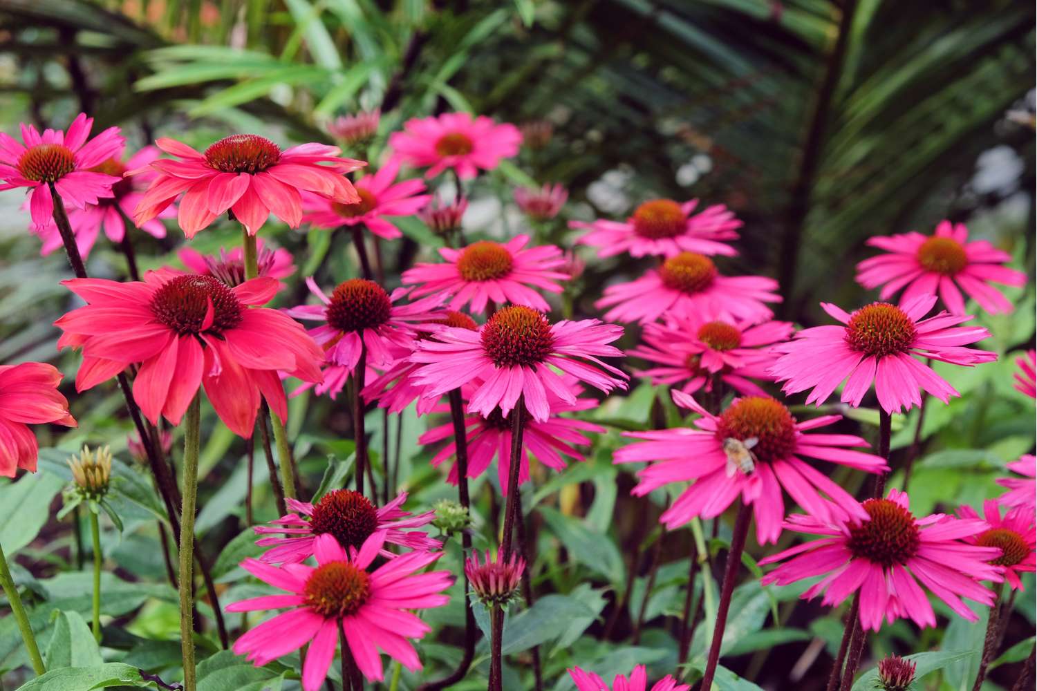 Echinacea 'Sensation Pink'