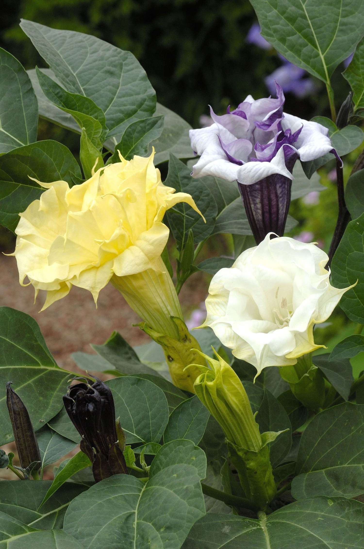 Datura metel 'Ballerina Formula Mixture' (frø)