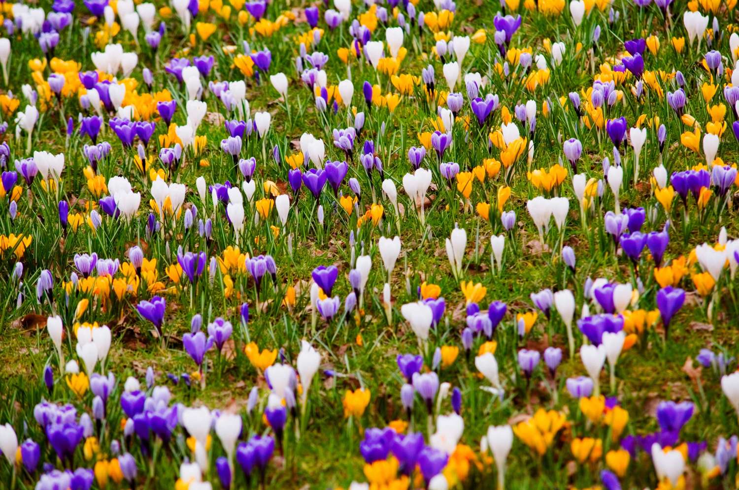 Krokusblanding 'Favorites'