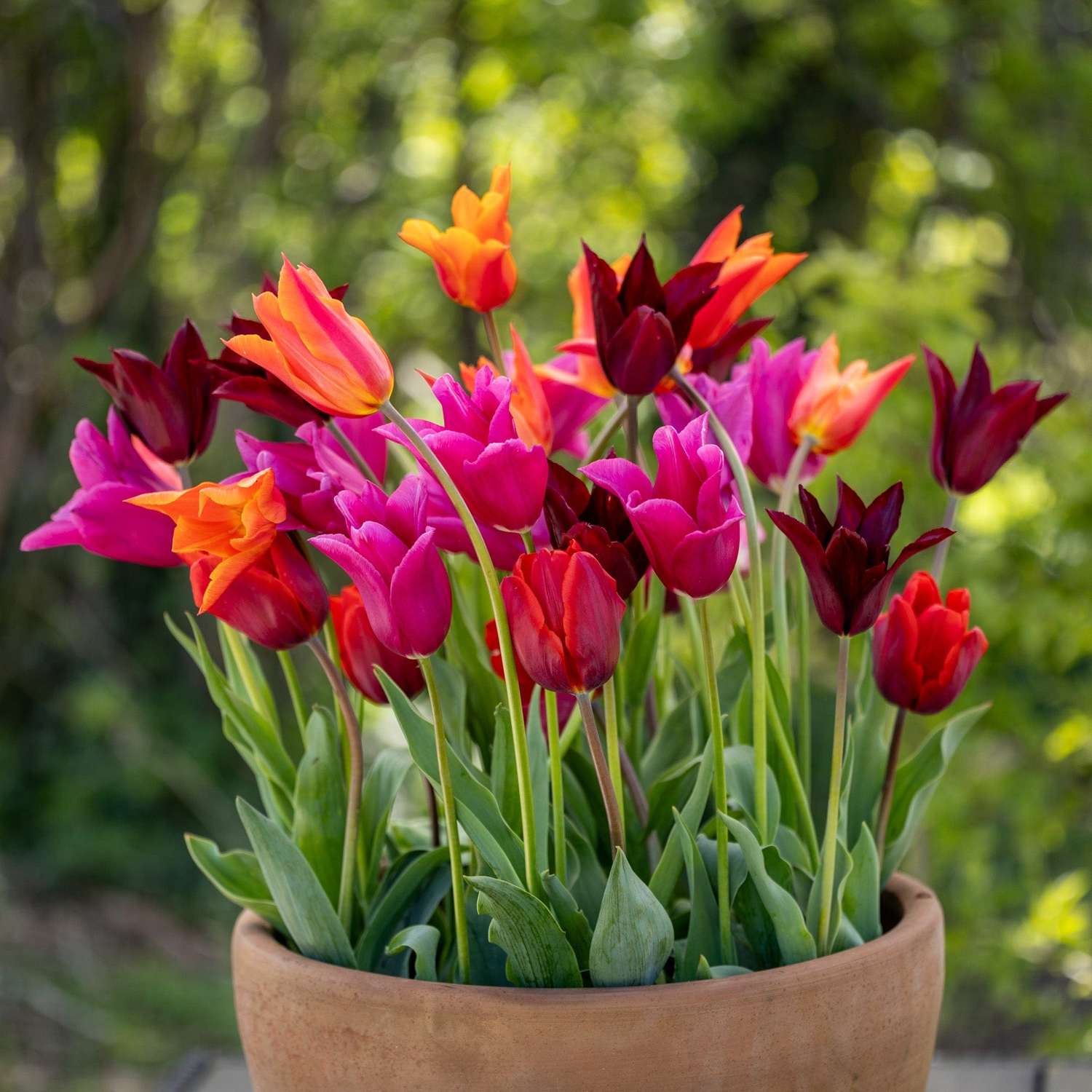 'Fiery Lilies' - Tulipanblanding