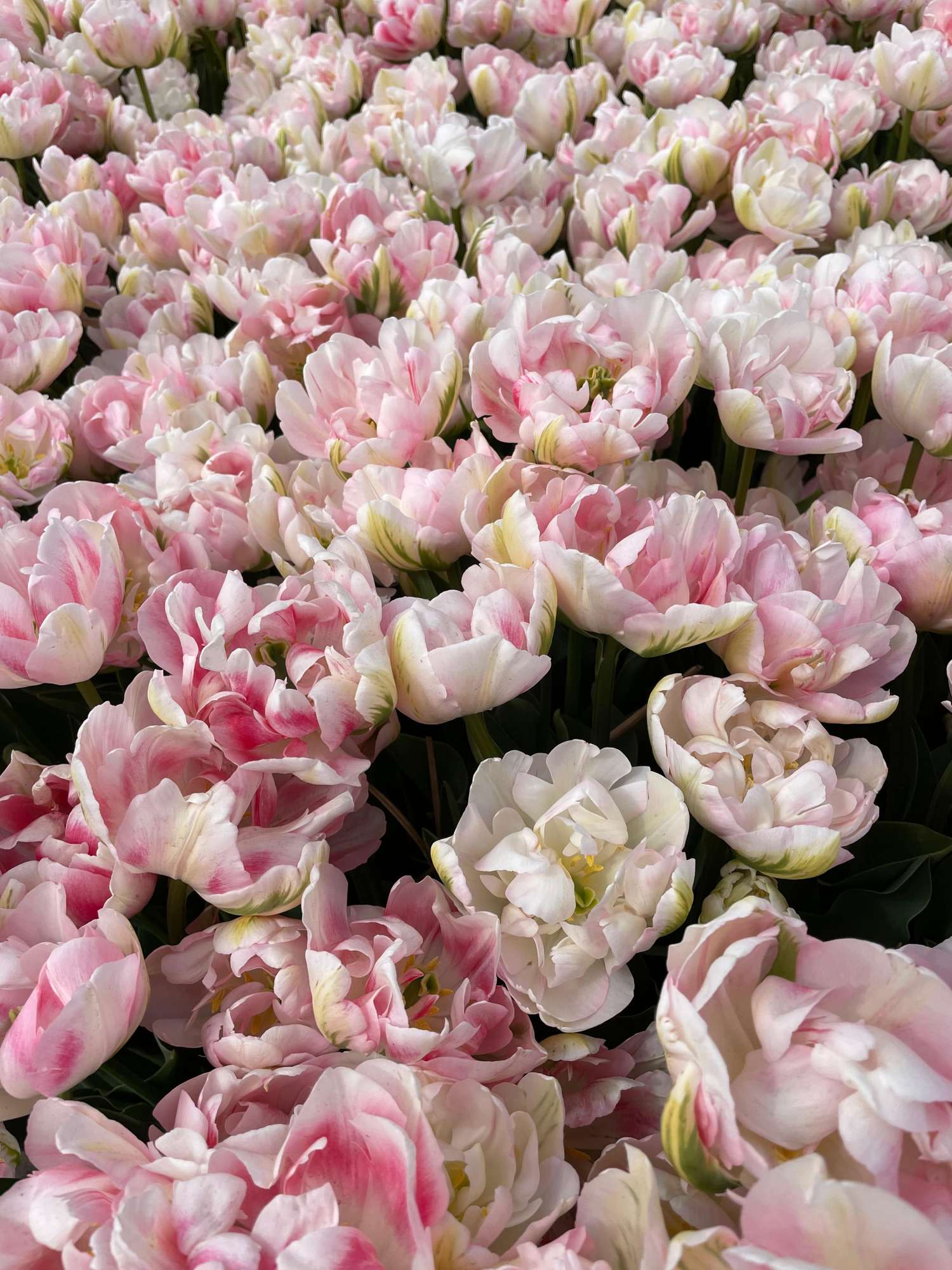Tulipan 'Finola'
