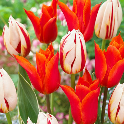 'Flaming' - Tulipanblanding