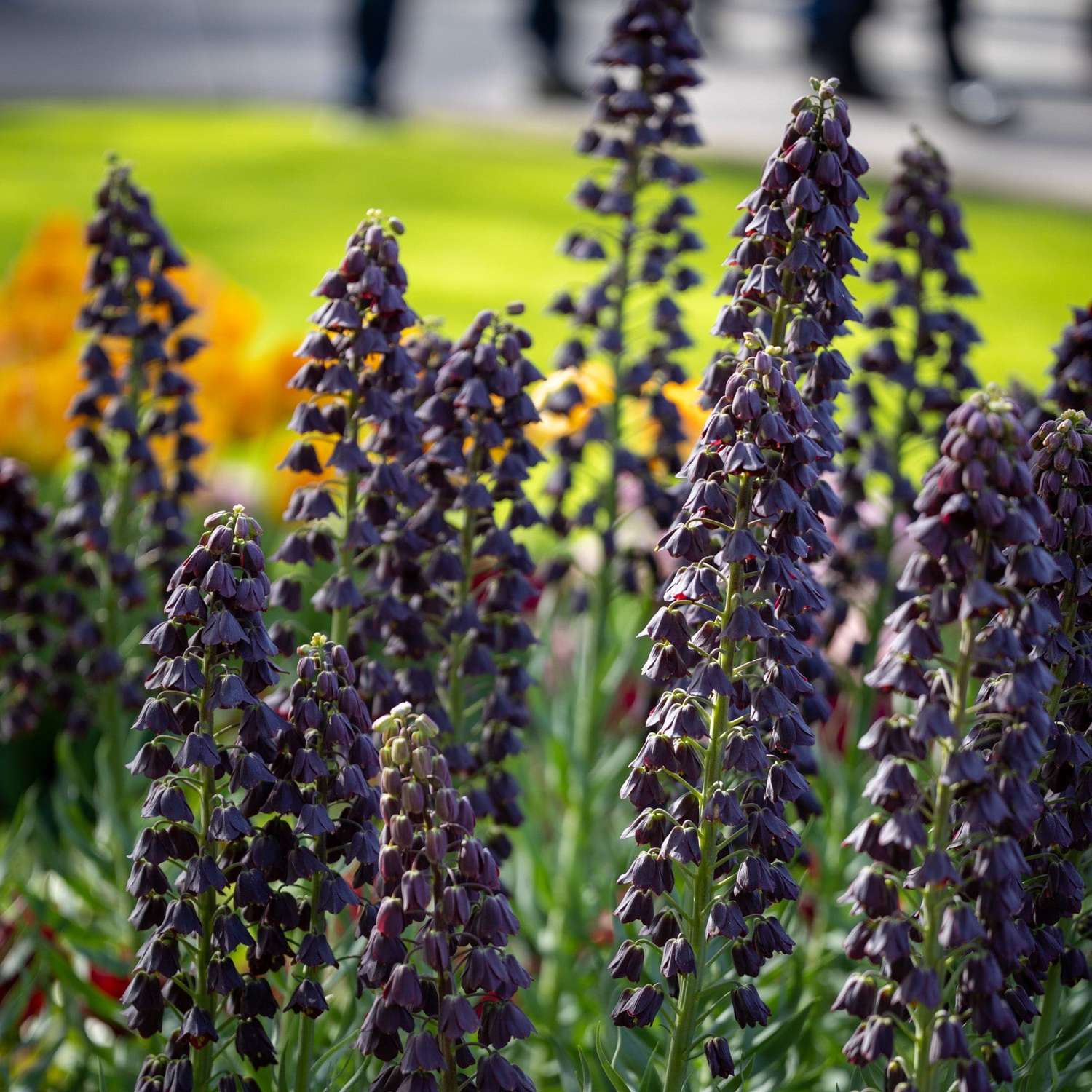 Fritillaria 'Persica'