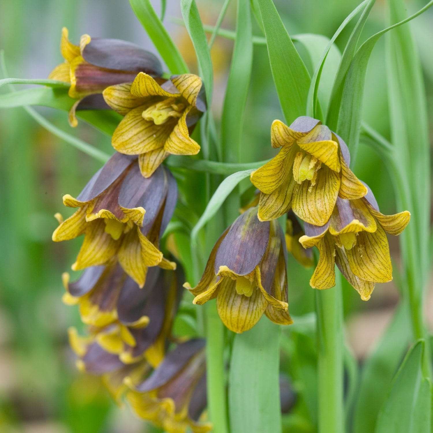 Fritillaria 'Uva-Vulpis'