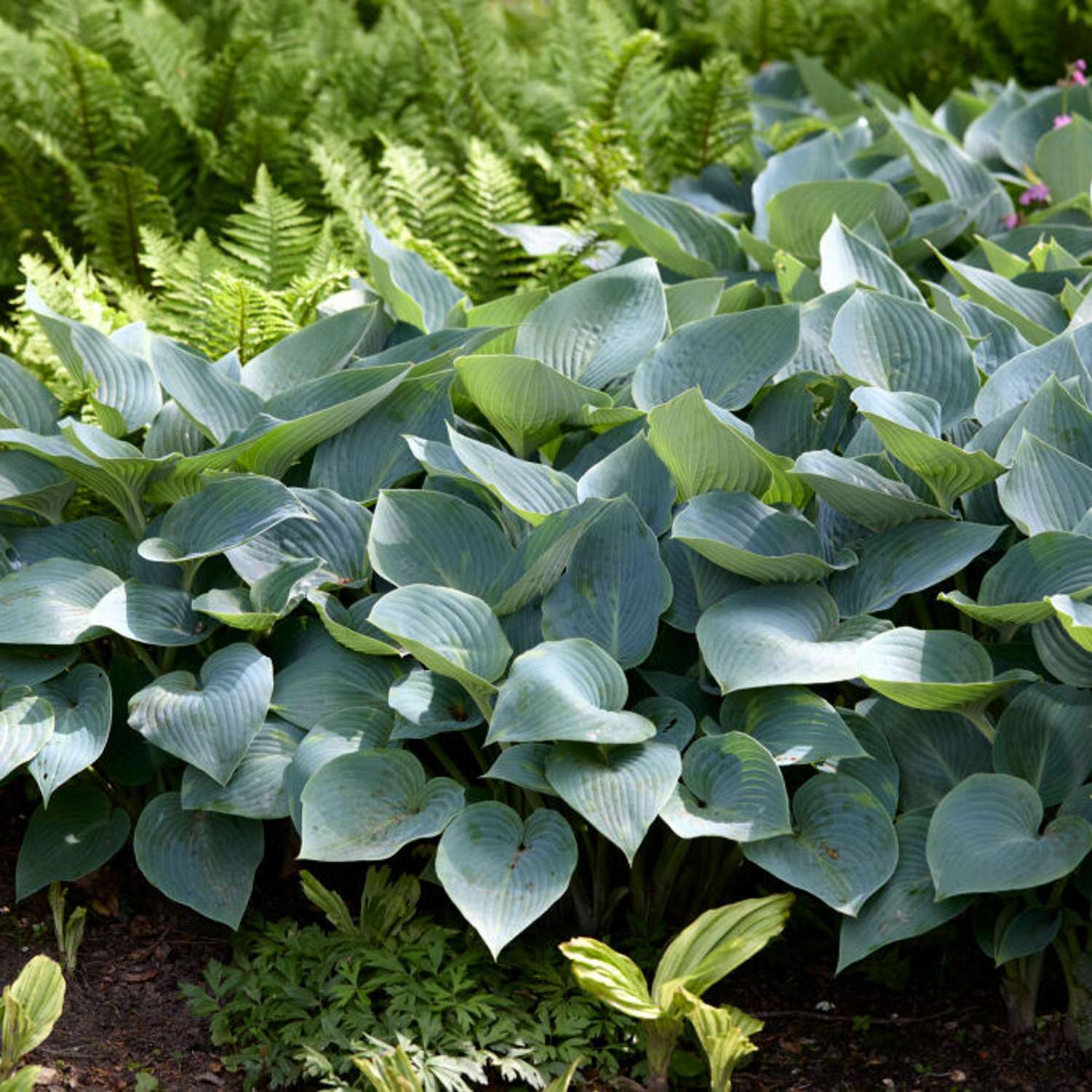 Funkia 'Halcyon' (Hosta)