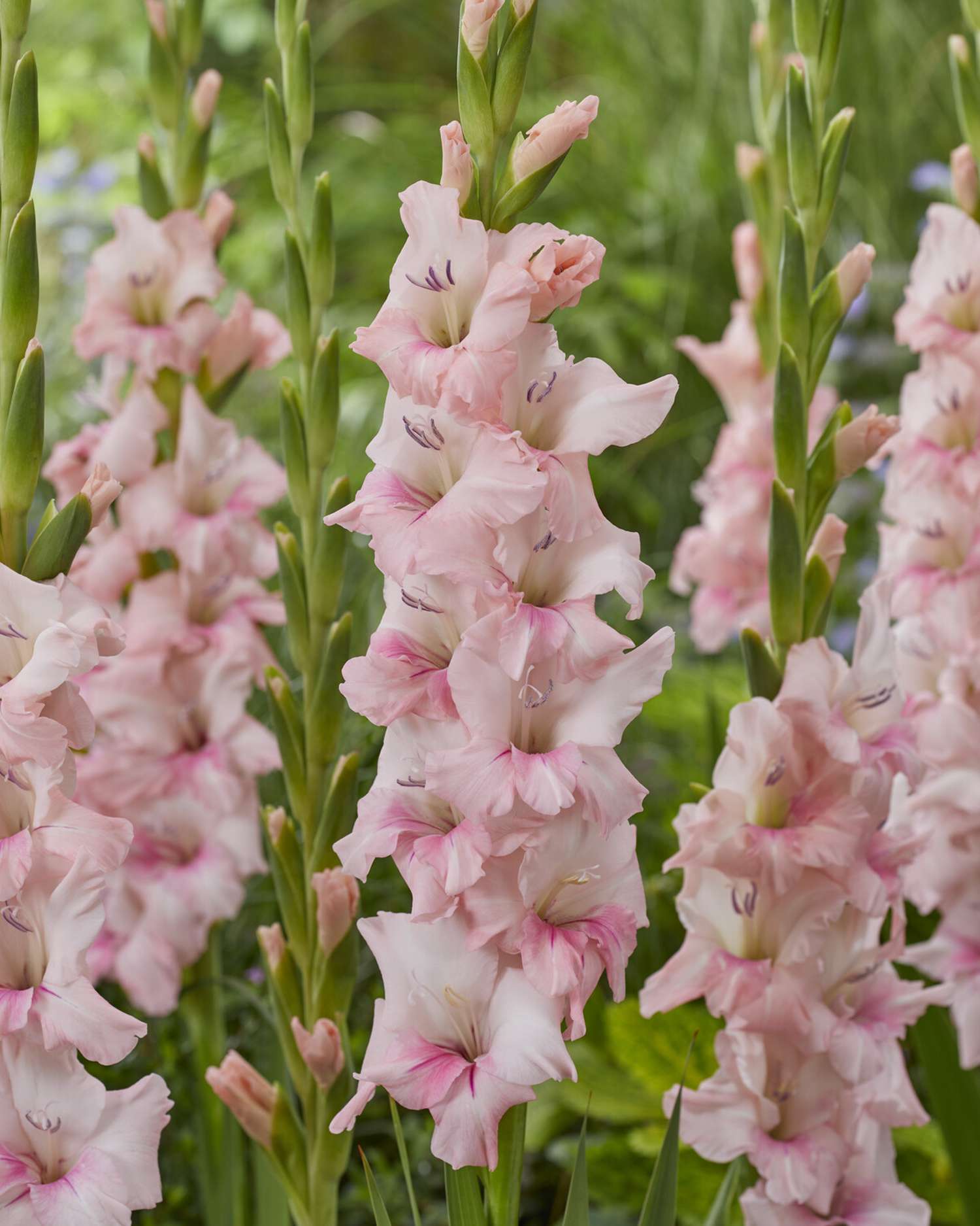 Gladiolus 'Adrenalin®'