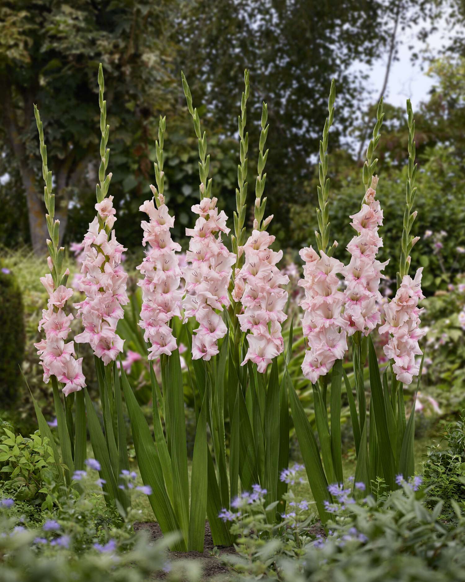 Gladiolus 'Adrenalin®'