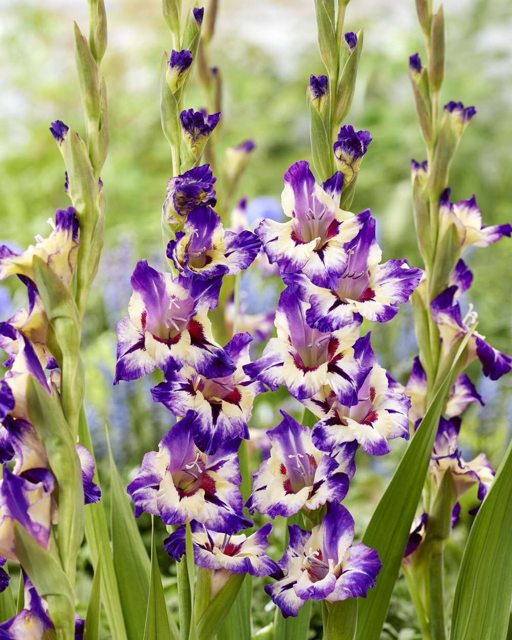 Gladiolus 'Circus Color'