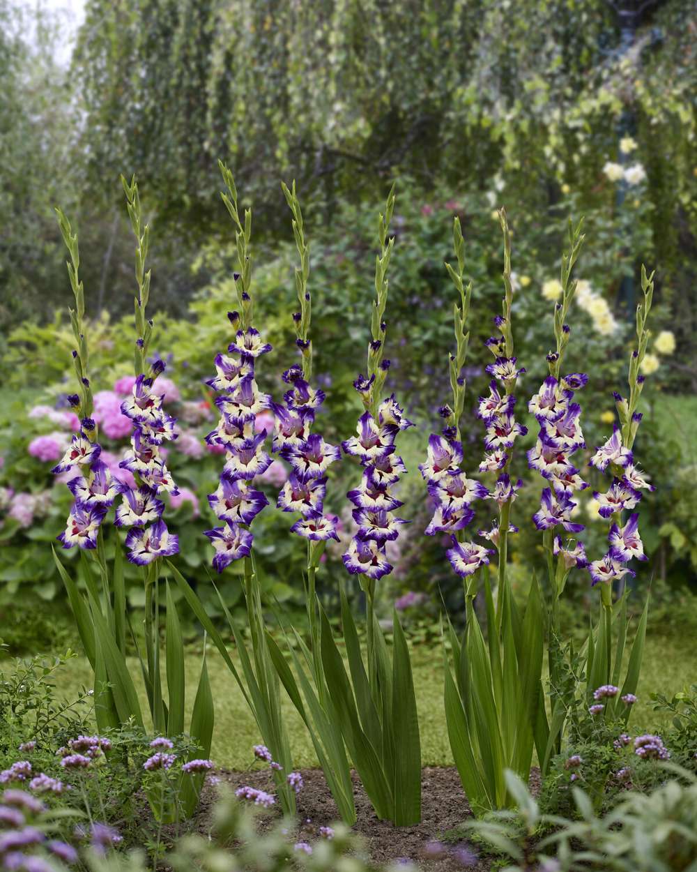 Gladiolus 'Circus Color'