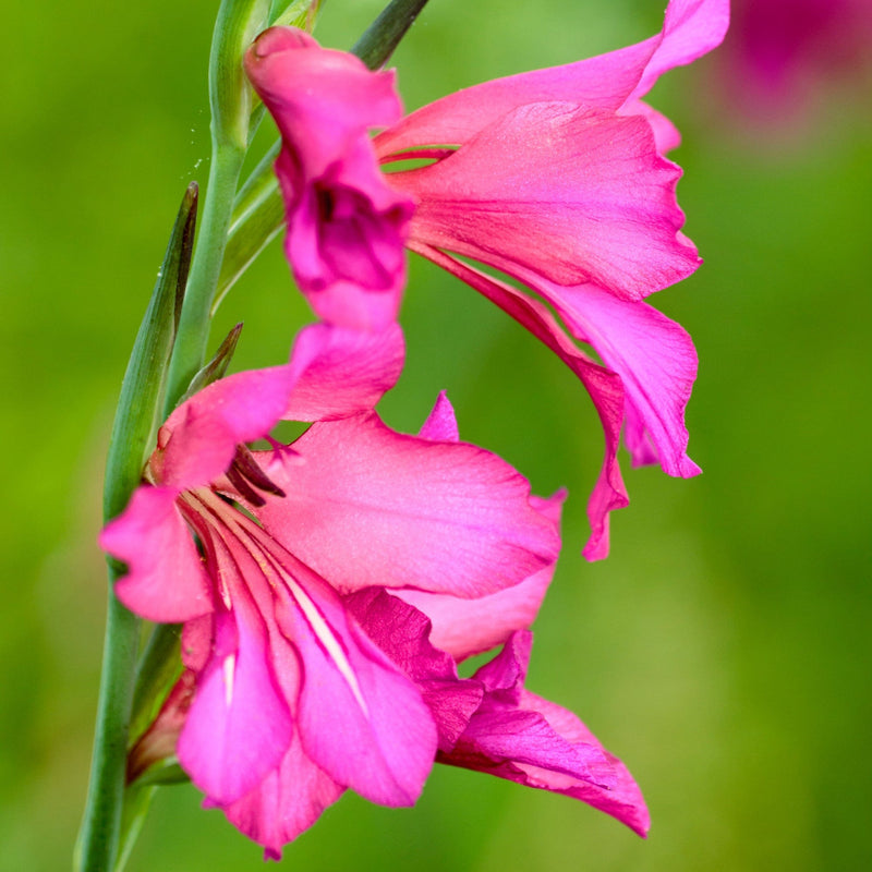 Gladiolus communis &