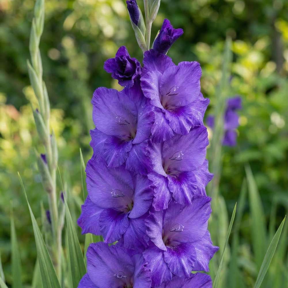 Gladiolus 'Cookie®'