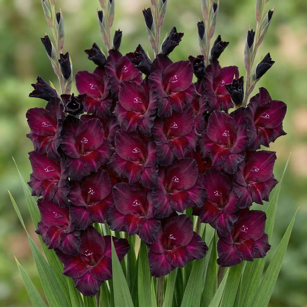 Gladiolus 'Espresso'