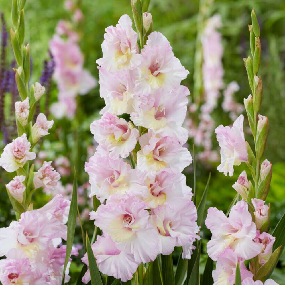 Gladiolus 'Magenta Princess'