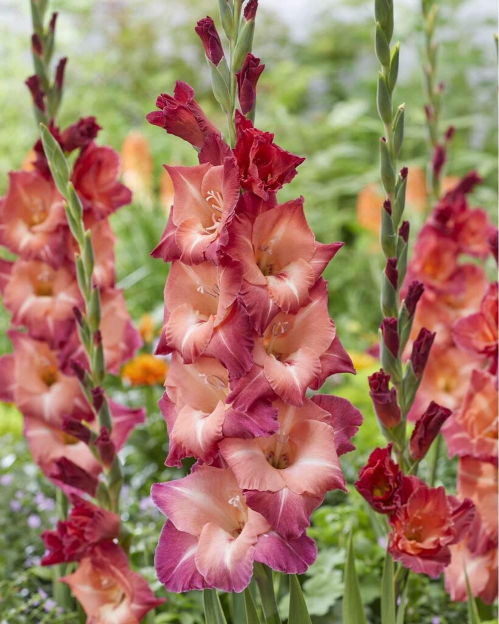 Gladiolus 'Ocaso'